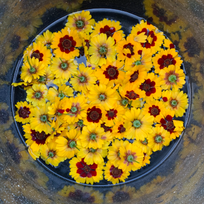 NATURAL DYES FROM YOUR KITCHEN AND GARDEN