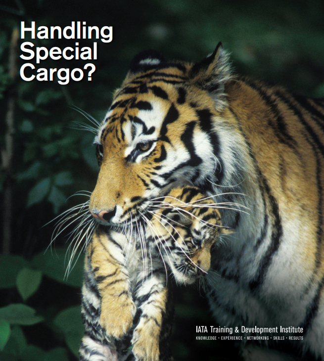 Tiger carrying cub as precious cargo