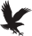 Embry-Riddle black eagle logo