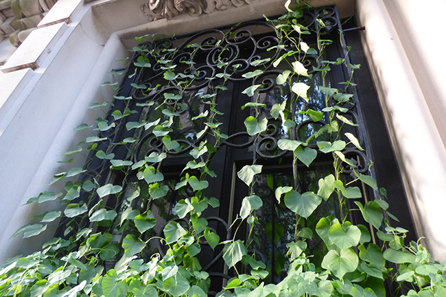 Climbers & Creepers Plants buy Online at cheap price on