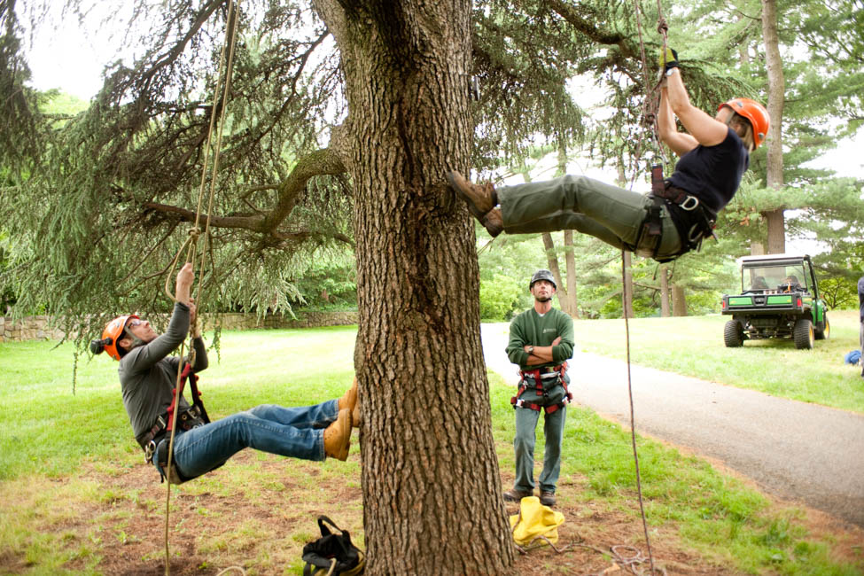Tree Climbing for Arborists - Continuing Education at the New York