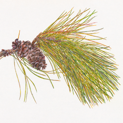 BOTANICAL DRAWING AND PAINTING