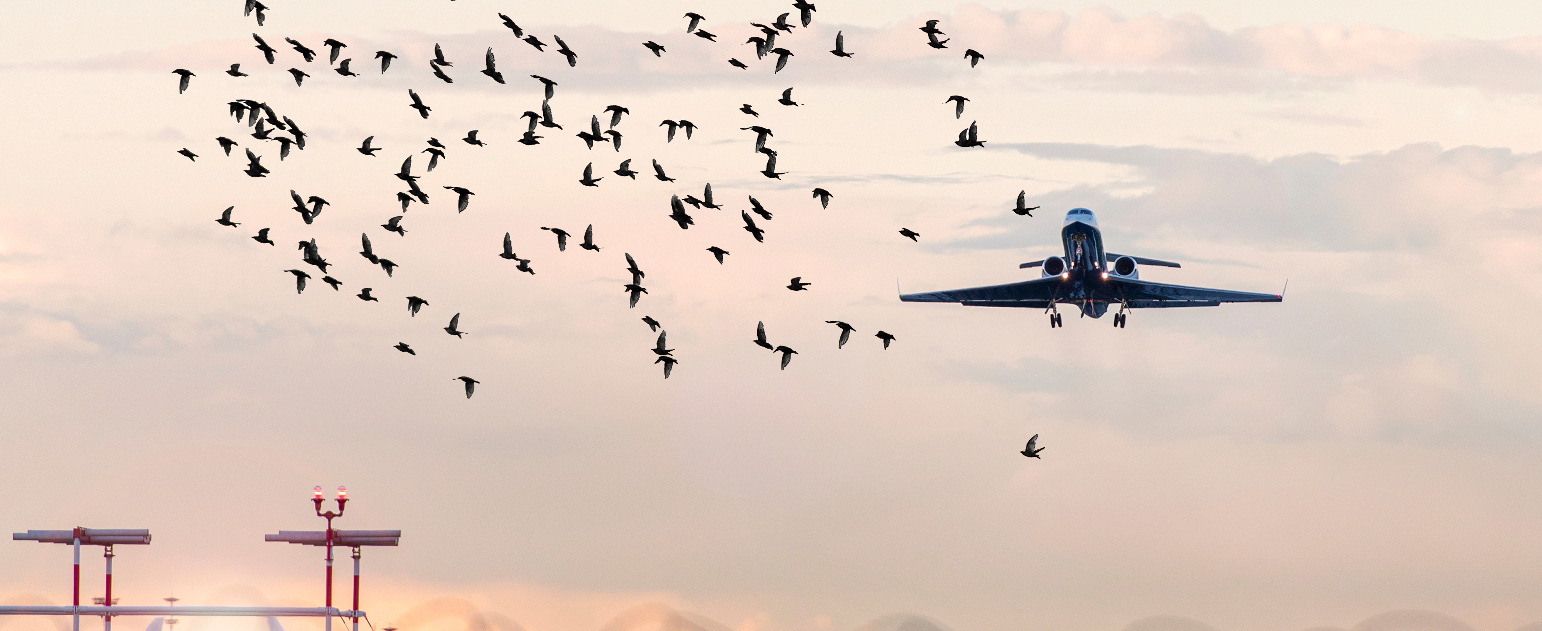 An airplane flies into a group of birds over a runway