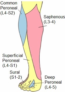 Chiropractic Sports Injuries (CCSP) #5 of 9: Lower Extremity Injuries in Sport