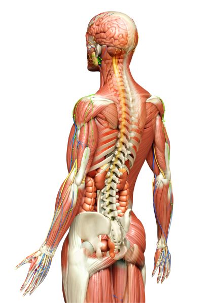 Conversations on Anatomy: Clinical Applications and Collaborative Learning on Lateral and Anterior Neck, Vertebral Artery Anatomy