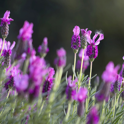 Tenderloin Lavender Farm
