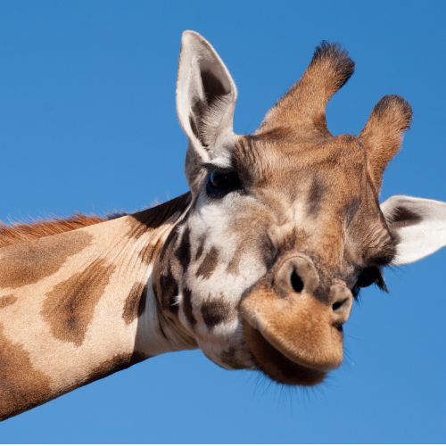 Behind the Scenes Tour of the St. Louis Zoo: Animal Nutrition