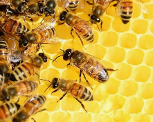 (ECO10926) THE REMARKABLE HONEY BEE