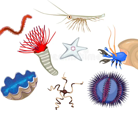 (ECO11126/ECO11226/ECO11326) MARINE INVERTEBRATES