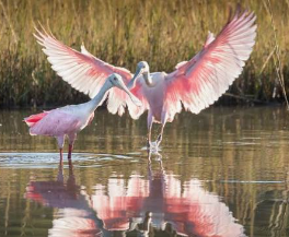 (ECO11026) NATURAL HISTORY & BIRD WATCHING FIELD TRIP ON PINCKNEY ISLAND